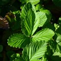 Fragaria vesca
